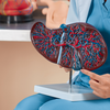 Why the liver stays silent for so long