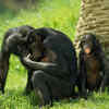 Bonobos: conflict resolution through “kissing”