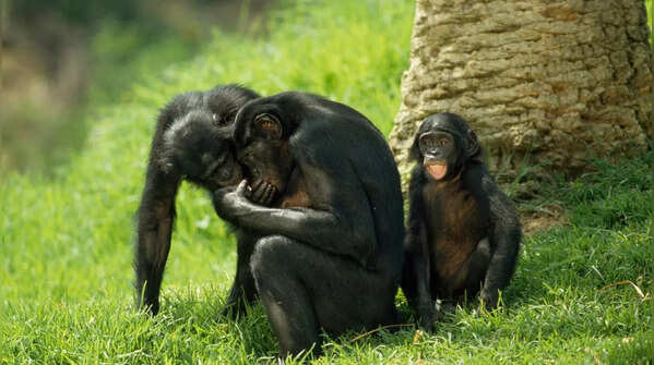 Bonobos: conflict resolution through “kissing”