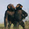 Chimpanzees: reassurance and bonding