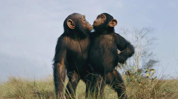 Chimpanzees: reassurance and bonding