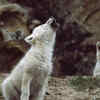 Wolves: greeting the pack leader