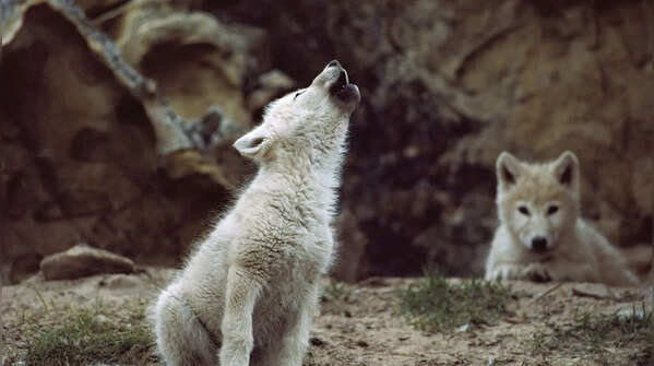 Wolves: greeting the pack leader