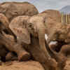 Elephants: emotional connection through touch