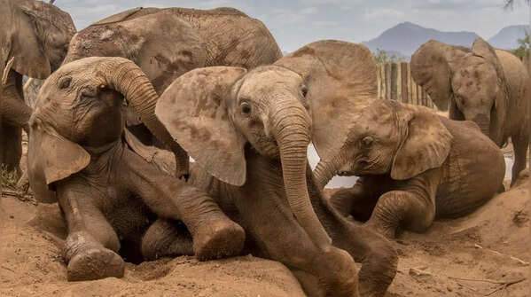 Elephants: emotional connection through touch