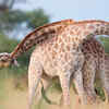 Giraffes: dominance disguised as affection