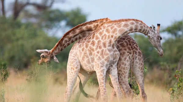 Giraffes: dominance disguised as affection