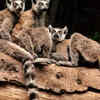 Lemurs: grooming, not romance