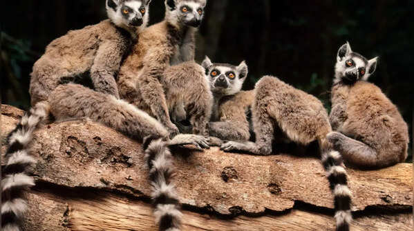 Lemurs: grooming, not romance