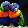 Birds: feeding that looks like a kiss