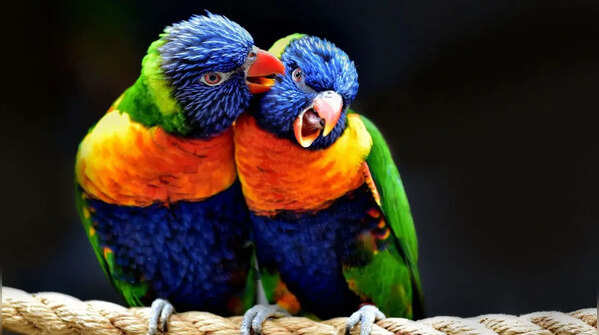 Birds: feeding that looks like a kiss