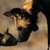 Dogs: affection and instinct