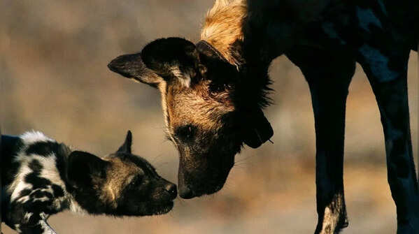 Dogs: affection and instinct