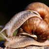 Snails: a slow-motion “kiss”
