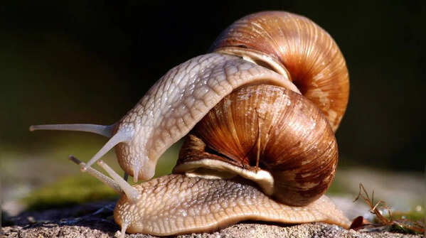 Snails: a slow-motion “kiss”