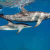Dolphins: social bonding