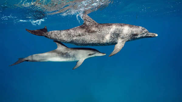 Dolphins: social bonding