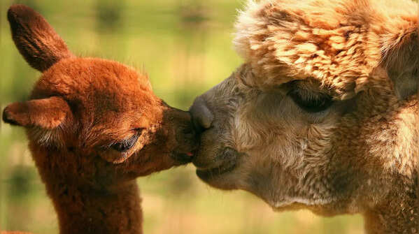 10 animals that seem to “kiss” like humans but each behaviour has a completely different meaning