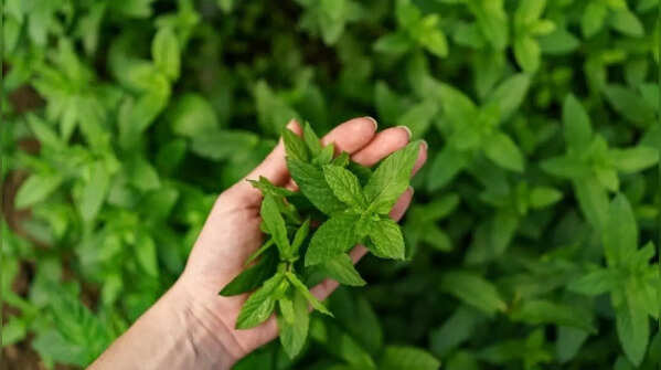 Tulsi