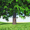 Ashoka Tree