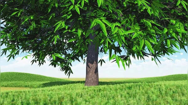 Ashoka Tree