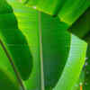 Banana Tree