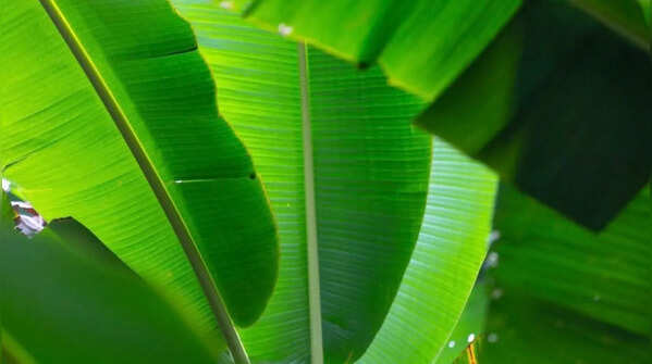 Banana Tree