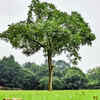 Peepal Tree