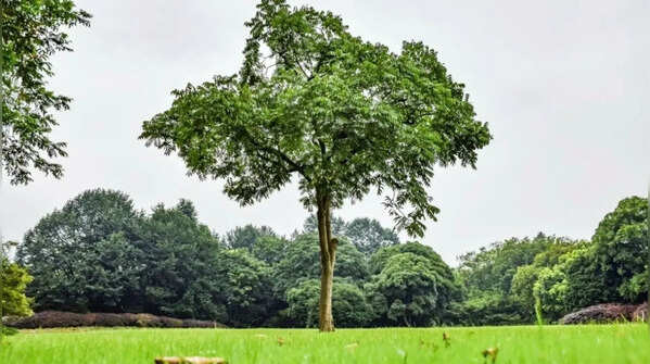 Peepal Tree