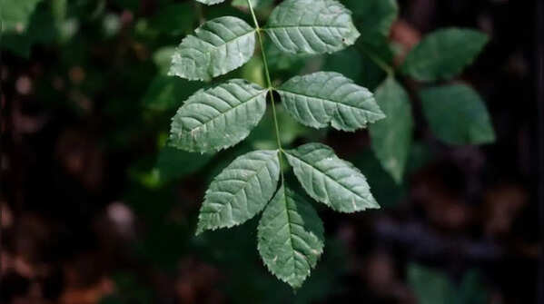 Bel Patra
