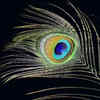 Article image for: Connection with Lord <i class="tbold">krishna</i>