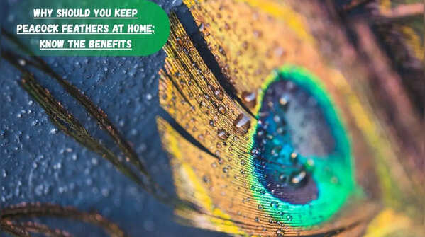 Why should you keep peacock feathers at home; know the benefits