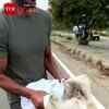 Article image for: <i class="tbold">man</i> Rescues Injured Dog, Wins Hearts Online