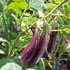 Brinjal (Eggplant)
