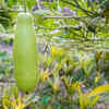 Article image for: <i class="tbold">bottle gourd</i> (Lauki)