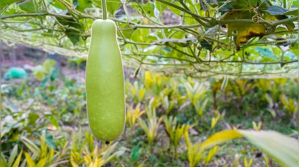 Bottle Gourd (Lauki)