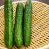 Cucumbers  