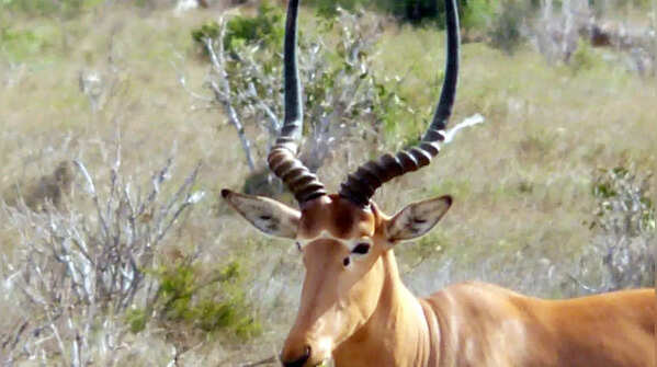 Hirola