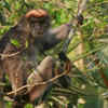 Article image for: Tana <i class="tbold">river</i> red colobus