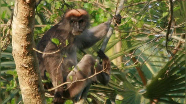 Tana river red colobus