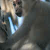 Article image for: Tana <i class="tbold">river</i> mangabey