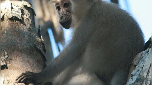 Tana river mangabey