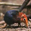 Article image for: Golden-rumped elephant shrew