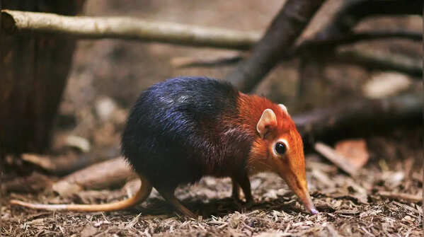 Golden-rumped elephant shrew