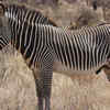 Grevy’s zebra