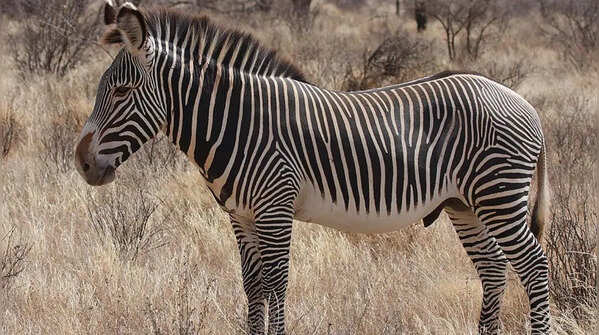 Grevy’s zebra