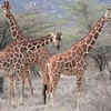 Reticulated giraffe