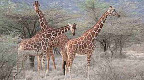 Reticulated giraffe