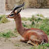 Gerenuk