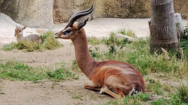 Gerenuk